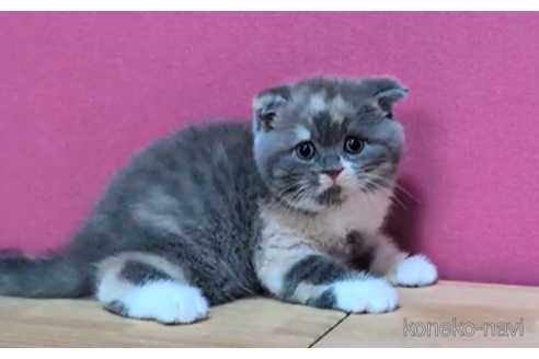 成約済の東京都のスコティッシュフォールド(折れ耳)-101394の5枚目